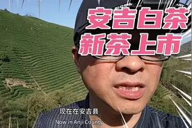 安吉白茶，开始采摘啦，新茶真香视频封面