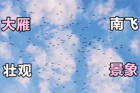 一大群大雁往南飞，景象壮观！多年难得一见！还发现飞机同镜！视频封面