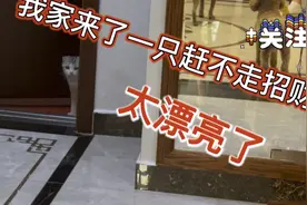 昨晚我家来了一只招财猫，赖在我家赶都赶不走，难道这就是缘分吗视频封面