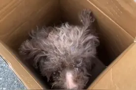 泰迪繁殖犬的归宿. 小体泰迪职业妈妈， 泰迪妈妈被丢弃视频封面