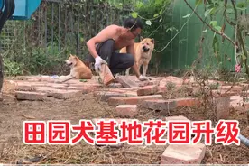 天气转凉，正是搬砖的好时候，田园犬基地花园整起来！视频封面