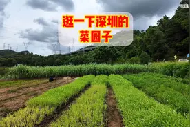 夏天从太原来深圳，热坏了！逛下深圳的农田和华为厂区，长见识了视频封面