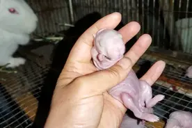 兔妈妈毫无征兆的生下小兔子，还对它们做了残忍的事，起锅烧油吧视频封面