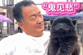 这狗果然非凡，有着镇宅辟邪之称，据说鬼看到他都要绕着走视频封面