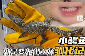 驯化小鳄鱼视频封面