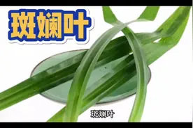斑斓叶：常绿本草植物视频封面