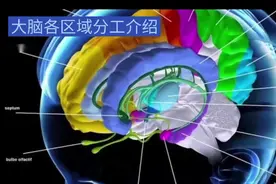 大脑各区域分工介绍视频封面