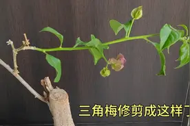 三角梅要学会重剪，一定要舍得剪掉多余枝条，独杆三角梅是这样的视频封面