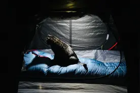 露营好可怕！晚上被猛兽袭击【宅家露营】视频封面