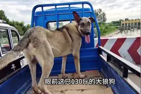130斤的大狼狗被拉去狗市，发现主人要卖掉自己，拔腿就跑视频封面
