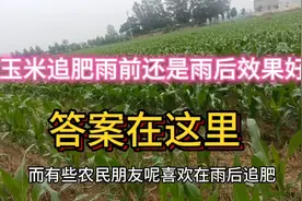玉米追肥雨前还是雨后效果好，答案在这里。视频封面