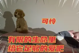 泰迪狗蛋蛋确实是有癫痫了，好在犯的频率不高医生建议好好对它吧视频封面