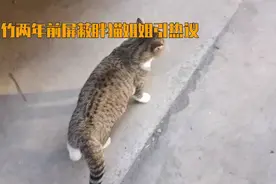 两年前惊人举动！谭竹屏蔽胖猫姐姐，感情裂痕背后究竟隐藏着什么视频封面