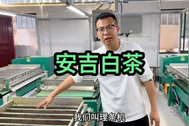 大鹏来到安吉蒲萝坞，定制了200斤头采白茶，白茶中的天花板视频封面