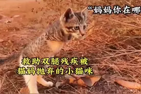 救助双腿残疾被猫妈抛弃的小猫 #流浪猫救助 #关爱流浪猫视频封面