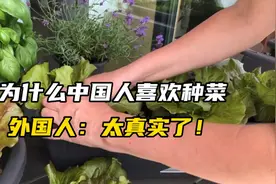 为什么中国人都喜欢种菜？外国人：太真实了！视频封面