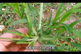 牛筋草泡脚的的功效视频封面