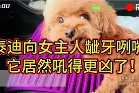 泰迪向女主人龇牙咧嘴，女主人一反击，它居然吼得更凶了！视频封面