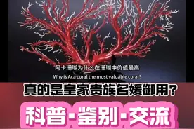 揭秘阿卡珊瑚为什么在珊瑚中价值最高？视频封面