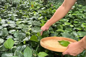 天然自带香味的蛤蒌叶，广东湛江人常摘来煮饭、炒田螺，你认识吗视频封面