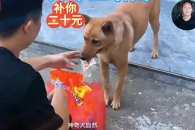 这只田园犬要成精了，其智商超出你的认知。视频封面
