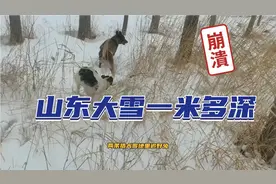 山东大雪一米多深，带两条猎犬雪地里追野兔视频封面