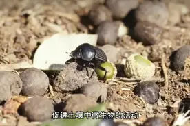 大自然离不开屎壳郎（我本地叫它粪忙牛）专门吃屎的一种坤虫视频封面