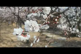 春风惹人醉，繁花迷人眼。视频封面