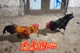 这只黑公鸡霸占了整个村子的母鸡，买回去试一试他的实力视频封面