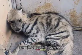 驯养鬣狗第四集：鬣狗野性已磨掉，很快就能拉去逛街了视频封面