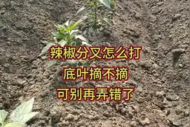 辣椒怎么打分叉？底叶是摘还是留？这里告诉你正确答案视频封面