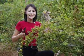 这可是我们小时候的水果，被称为维C之王，你们吃过吗？视频封面