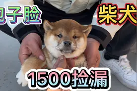 1500捡漏包子脸柴犬，黄头白面四脚踏雪，妥妥的好狗