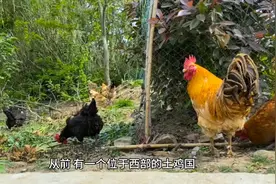 土鸡国和吐蕃国的趣事视频封面