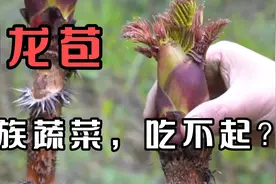 刺龙苞，和香椿差不多的野菜。现在居然吃不起了