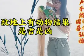 坟地上有动物结巢是吉是凶