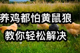 黄鼠狼偷鸡不要怕，几个妙招轻松搞定，养鸡人收藏备用视频封面