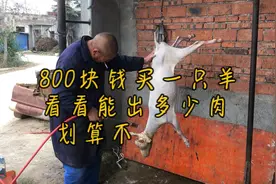 800块钱买一只羊，看看能出多少斤肉？划算不视频封面