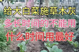 给大白菜施草木灰预防病虫害，多长时间的不能用，啥时间施最好视频封面