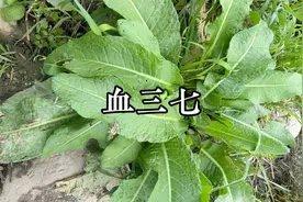在农村有一种草，一个富有诗意的名字，好多人都不知道它的珍贵。视频封面