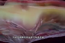 最神奇的连接通道，胎盘的发育过程，3D演示。。视频封面