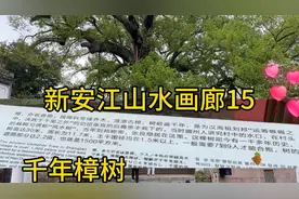 新安江山水画廊15:千年樟树，天下第一漳视频封面