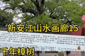 新安江山水画廊15:千年樟树，天下第一漳视频封面