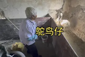 当我在奶奶鸡窝里放入两只鸵鸟仔，一个月之后奶奶怀疑人生了视频封面
