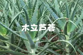 木立芦荟，又称龙爪。视频封面