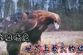 金雕的饭量有多么的惊人，竟能吃一整只野兔视频封面