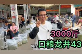口粮龙井43上市，大鹏一天收下3000斤，茶叶都堆成山了视频封面