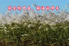 肺热咳嗽、胃热呕哕、肠胃问题怎么办？一起了解芦根的神奇功效吧