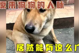 原来狗狗的人脉，居然能有这么广！视频封面