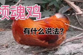 为什么人死了棺材上放一只鸡？有什么说法！丧葬习俗之【领魂鸡】视频封面